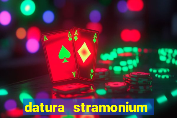 datura stramonium medicinal uses